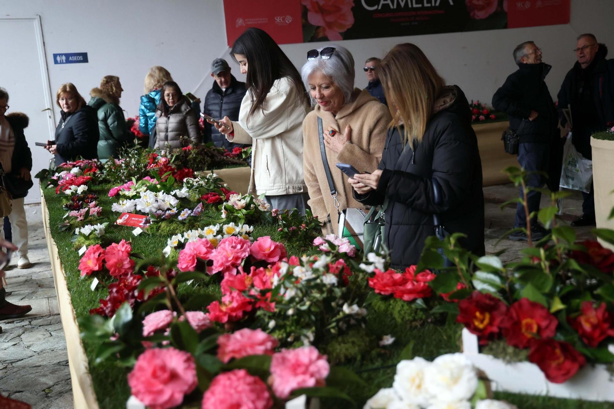 Así fue la 59 exposición internacional de la camelia, en Vilagarcía.