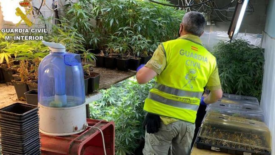 Desmantelan una plantación de mil plantas de marihuana en Moraña