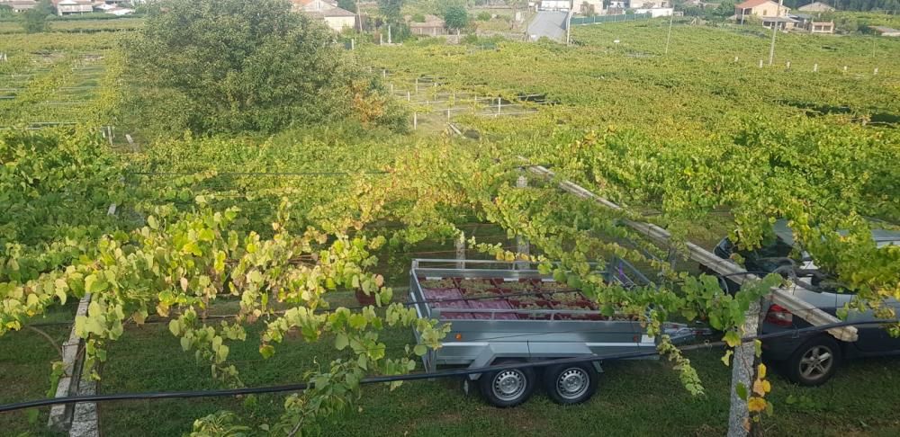 Corren tiempos de vendimia en Galicia.