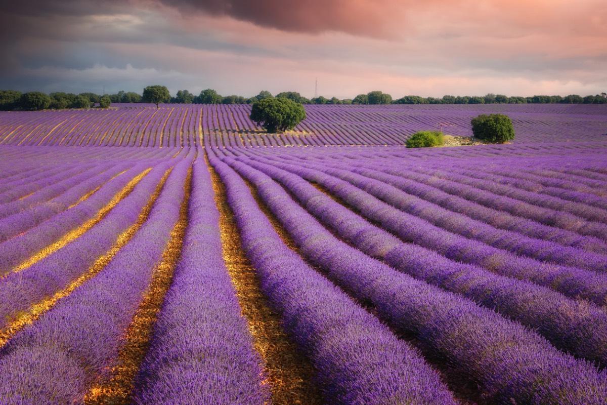 Los campos de lavanda de Brihuega (Guadalajara)