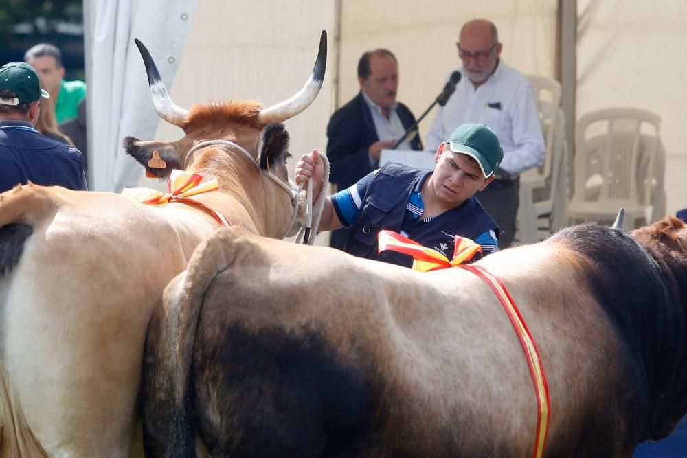 Clausura del certamen ganadero de La Magdalena