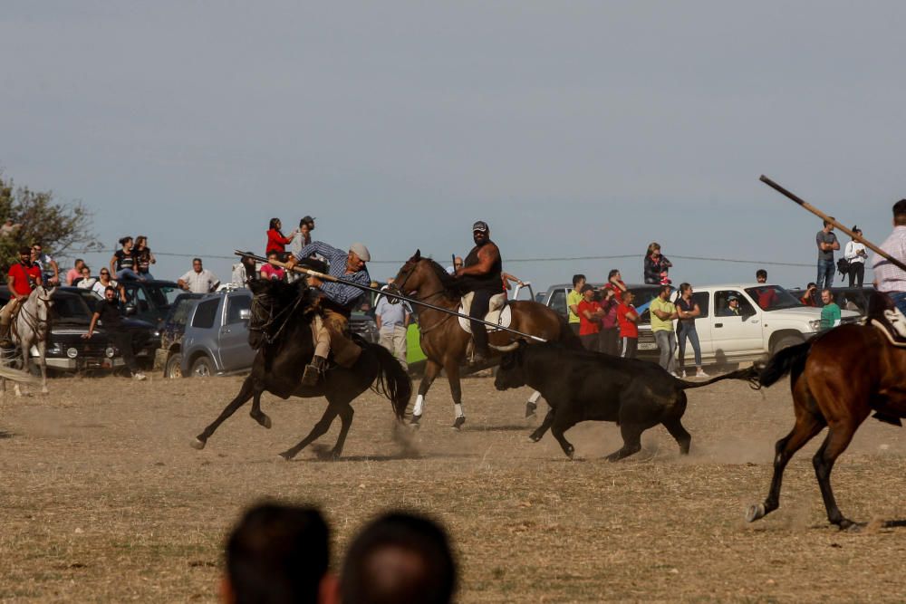 Encierro campero Pereruela