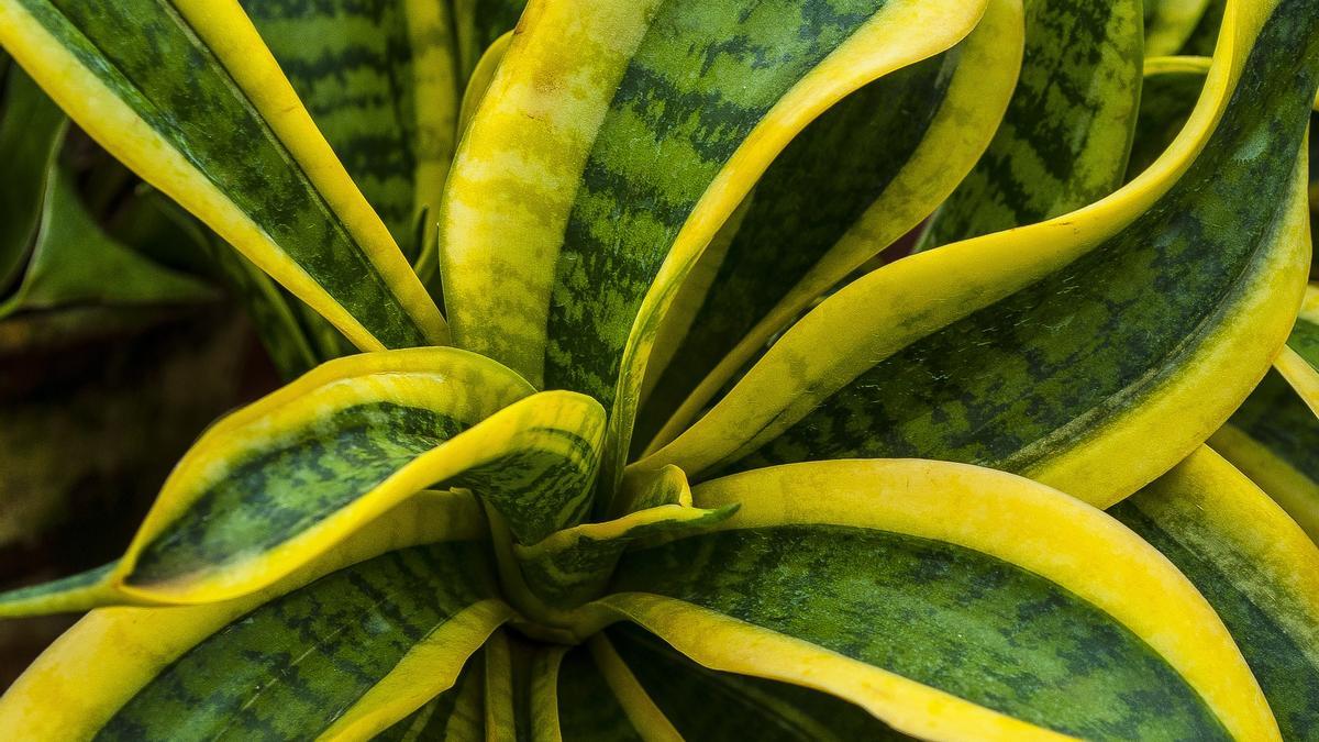 Lengua de suegra o sansevieria: ¿Por qué es la planta de moda?