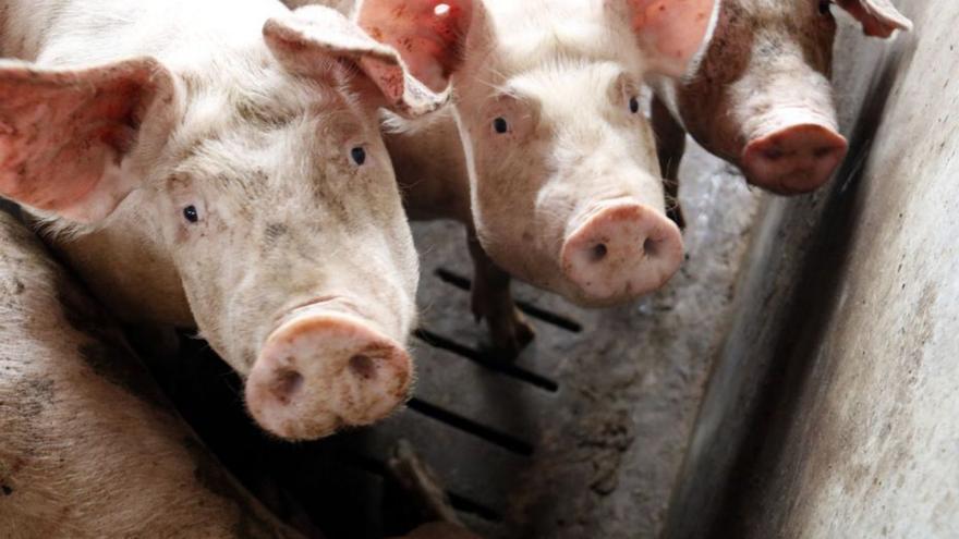 Les organitzacions agràries reclamen controls fronterers per evitar la pesta porcina africana