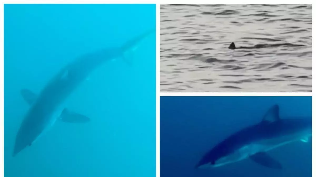 El tiburón más rápido del mundo sorprende a dos jóvenes frente a Torre Colomera en Orpesa