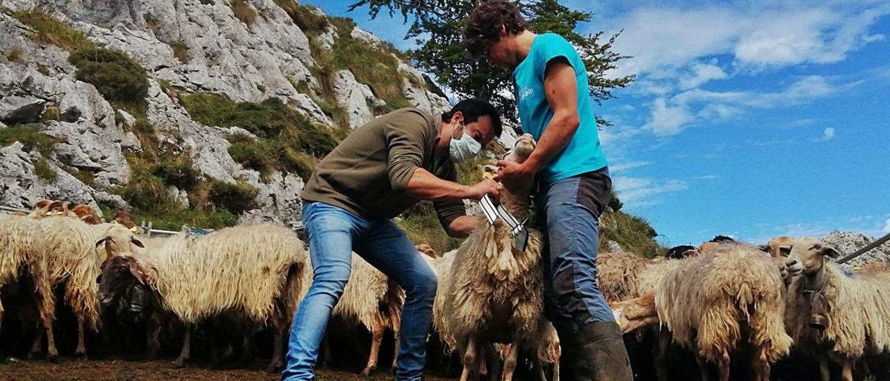 El concejal cangués Gonzalo Suero coloca a una oveja un collar GPS con la ayuda del pastor José Luis Alonso, ayer, en Gumartini.