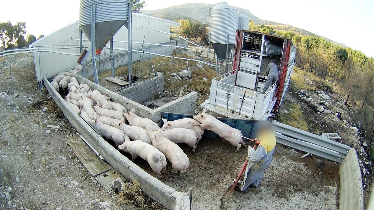 La «granja del terror» de Burgos: una oenagé destapa «un dels pitjors casos de maltractament animal a Espanya»