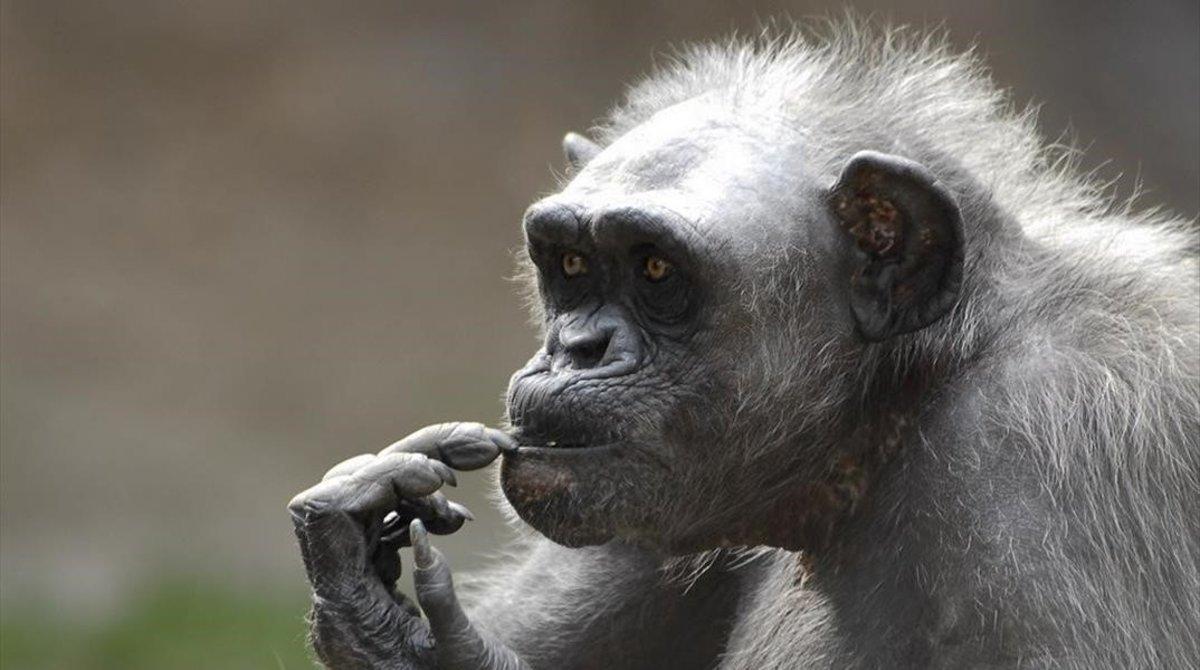 zentauroepp53354693 barcelona 08 05 2020 sociedad muere la chimpance   la vieja 200508095354