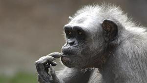 zentauroepp53354693 barcelona 08 05 2020 sociedad muere la chimpance   la vieja 200508095354