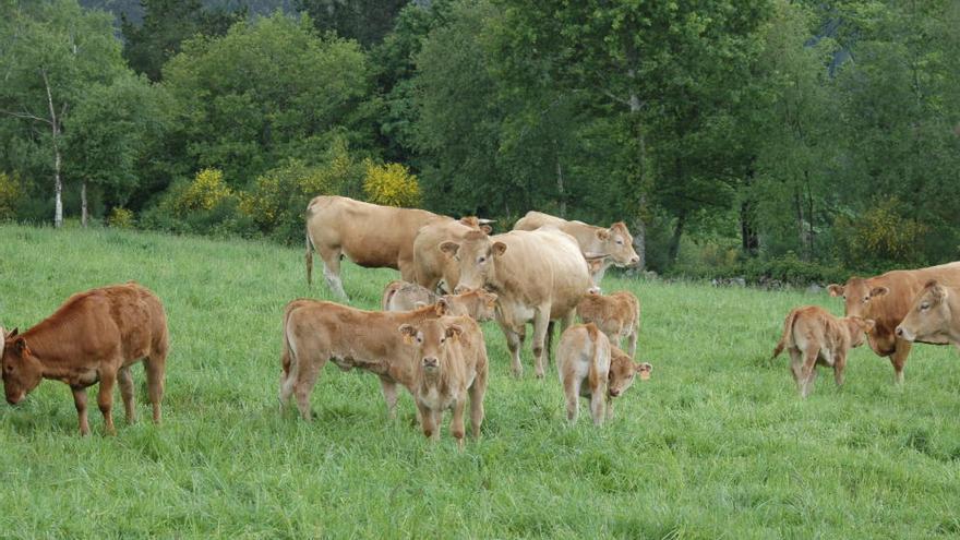 Ternera Gallega y Vaca y Buey  de Galicia, el vacuno de calidad