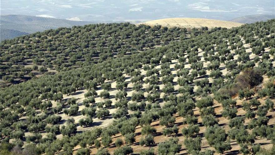 Diputación apoya la candidatura del paisaje del olivar como Patrimonio de la Humanidad