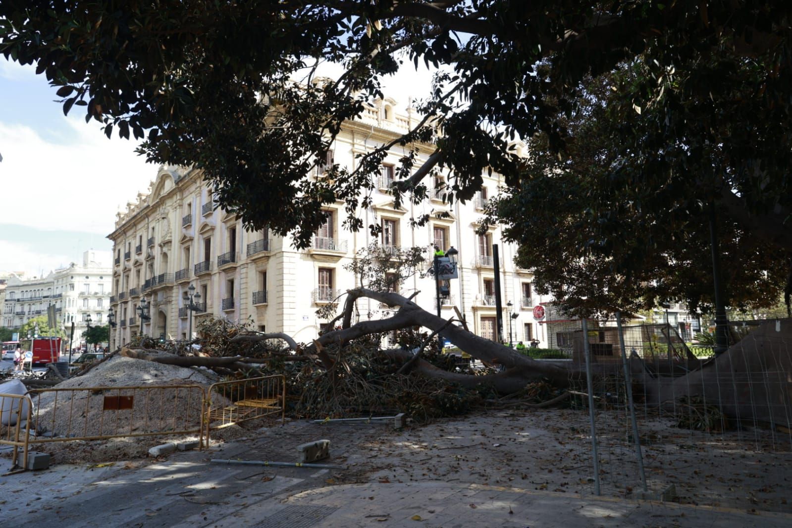 Se desploma parte de uno de los ficus centenarios del Parterre