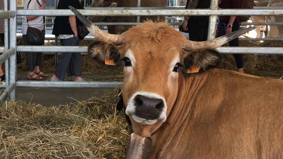 El bestiar serà un dels atractius de la fira d’aquest cap de setmana a Berga  | ARXIU/MIQUEL SPA