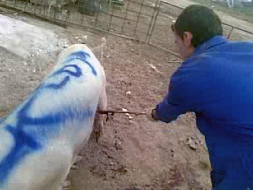 Imágenes del maltrato animal a los cerdos