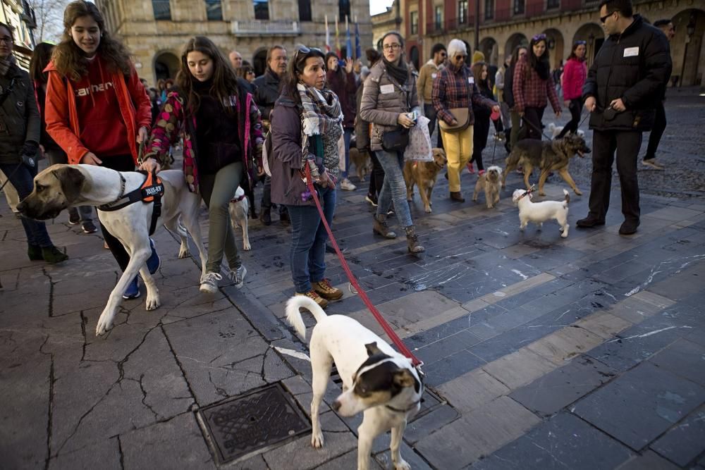 San Silvestre canina en Gijón