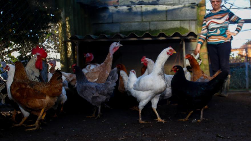 Gripe aviar: pendientes de las gallinas y parrulos