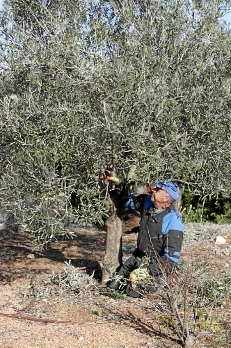 Gartenarchitektin Andi Lechte und Baumexperte Ramón Galmés: Im Februar ist ein Schnitt der "olivos" angesagt. Dies beugt Krankheiten und Schädlingsbefall vor, fördert die Fruchtbildung und erleichtert obendrein die Ernte.