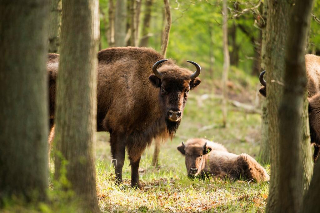 Bison bonasus