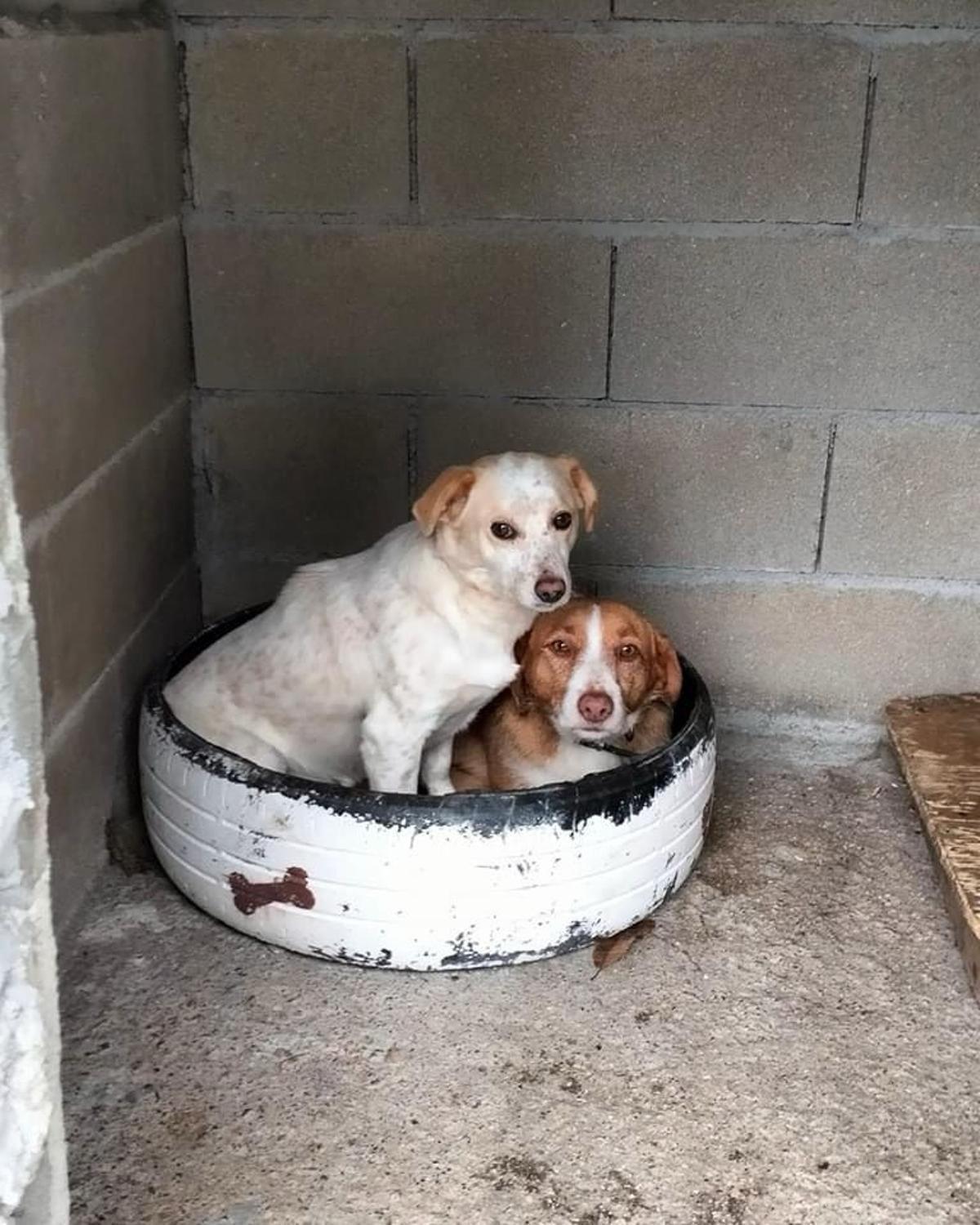 La pareja de perros, siempre juntos.