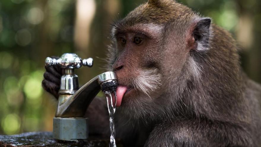 Un mono bebe agua en Ubud, Indonesia.