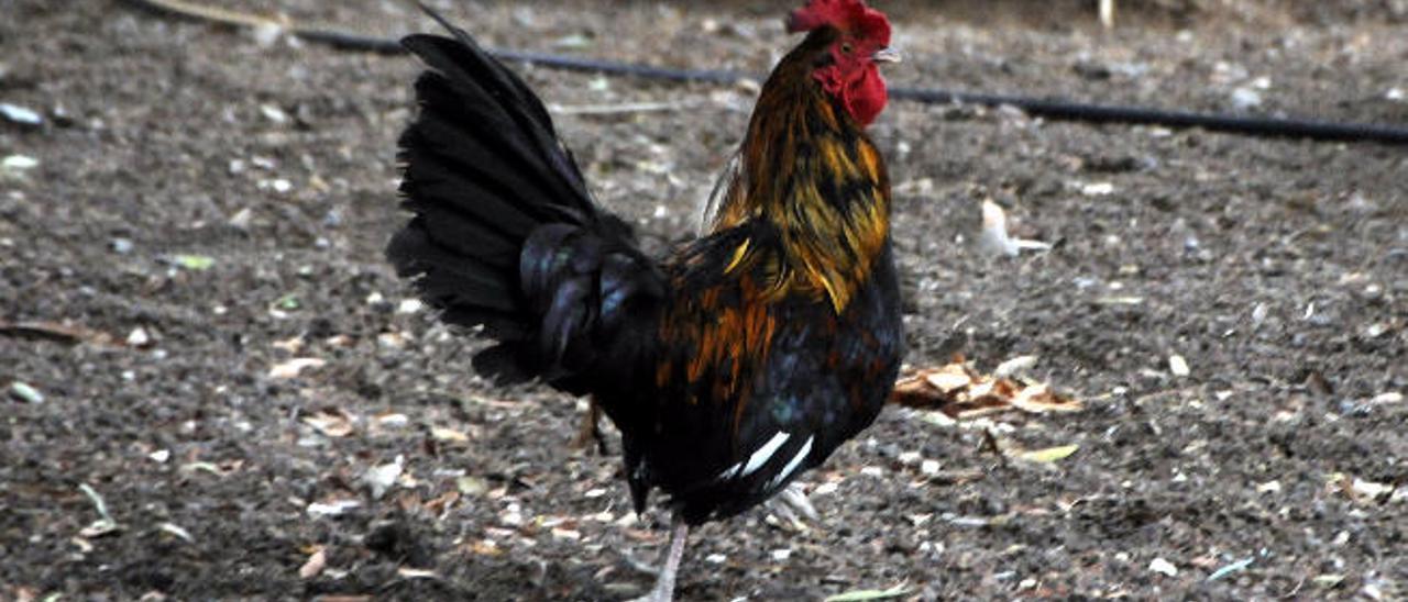 El gallo que molesta a los vecinos, fotografiado ayer.