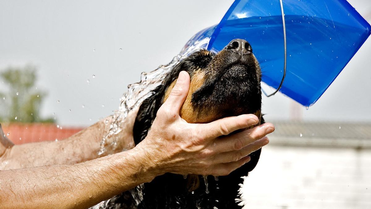 LAVAR PERROS | ¿Cada cuánto tiempo se debe bañar a un perro?