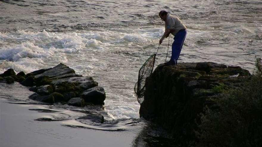 Un pescador sujeta el biturón sobre una pesqueira en el río Miño. // D.P. (Carlos Xil)