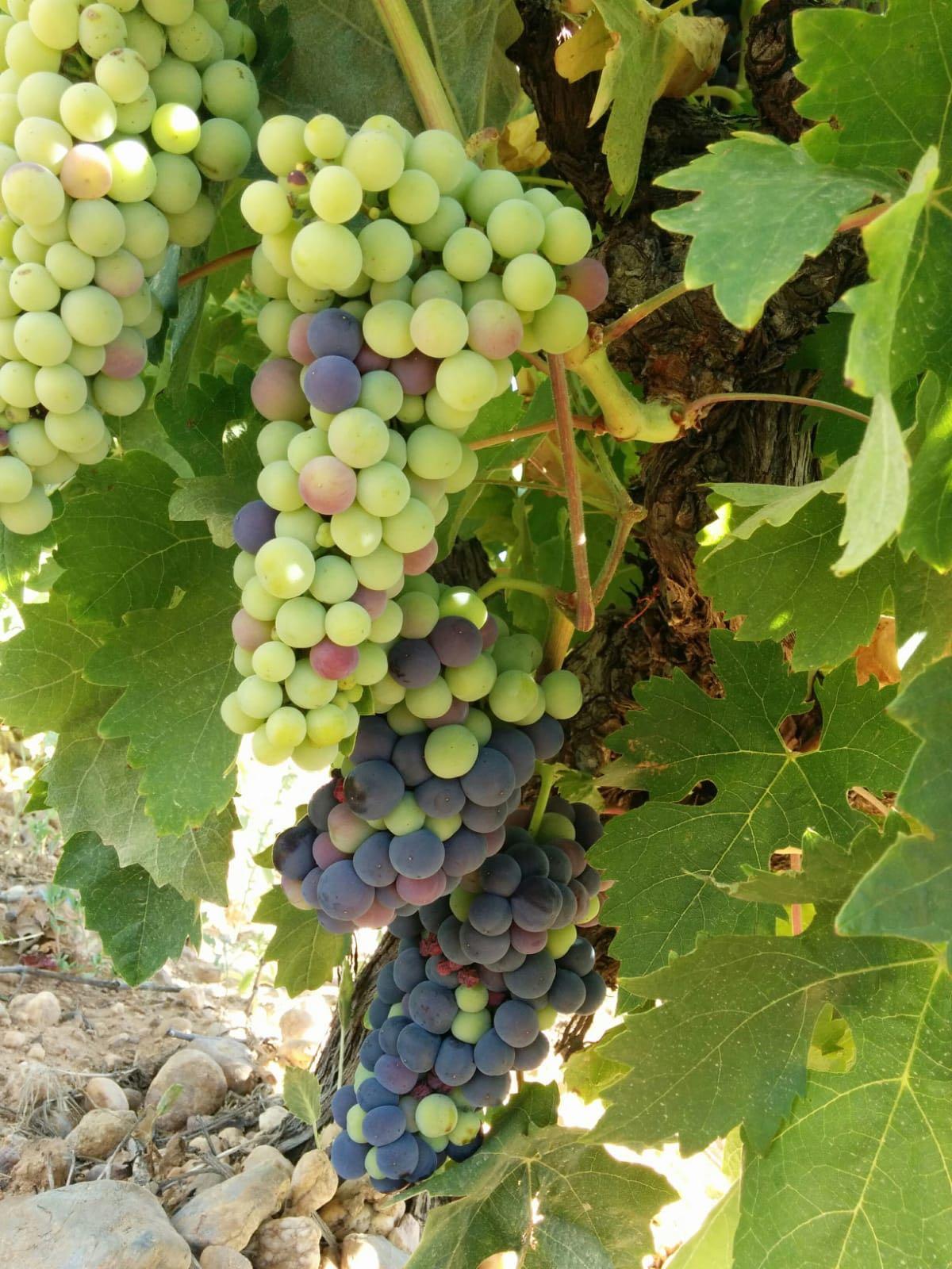 Racimo de uvas en el que se aprecia el envero o cambio de color