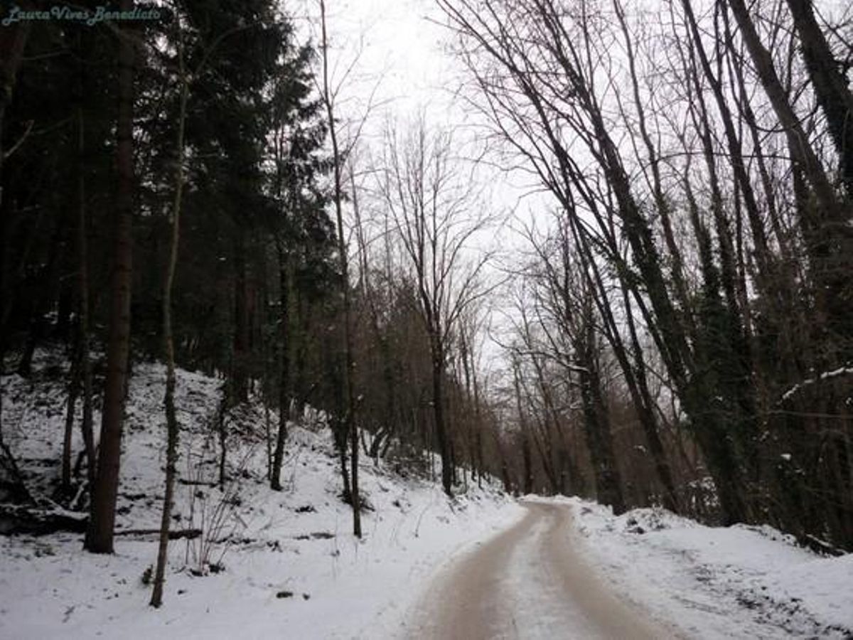 Ruta de la Font de les Paitides, a Viladrau. FOTO: Laura Vives Benedicto