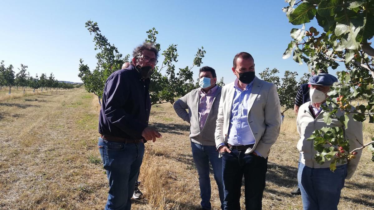 Requejo y Ruiz en la plantación de pistachos de Alternativas Agroforestales Esla, en Villalpando.