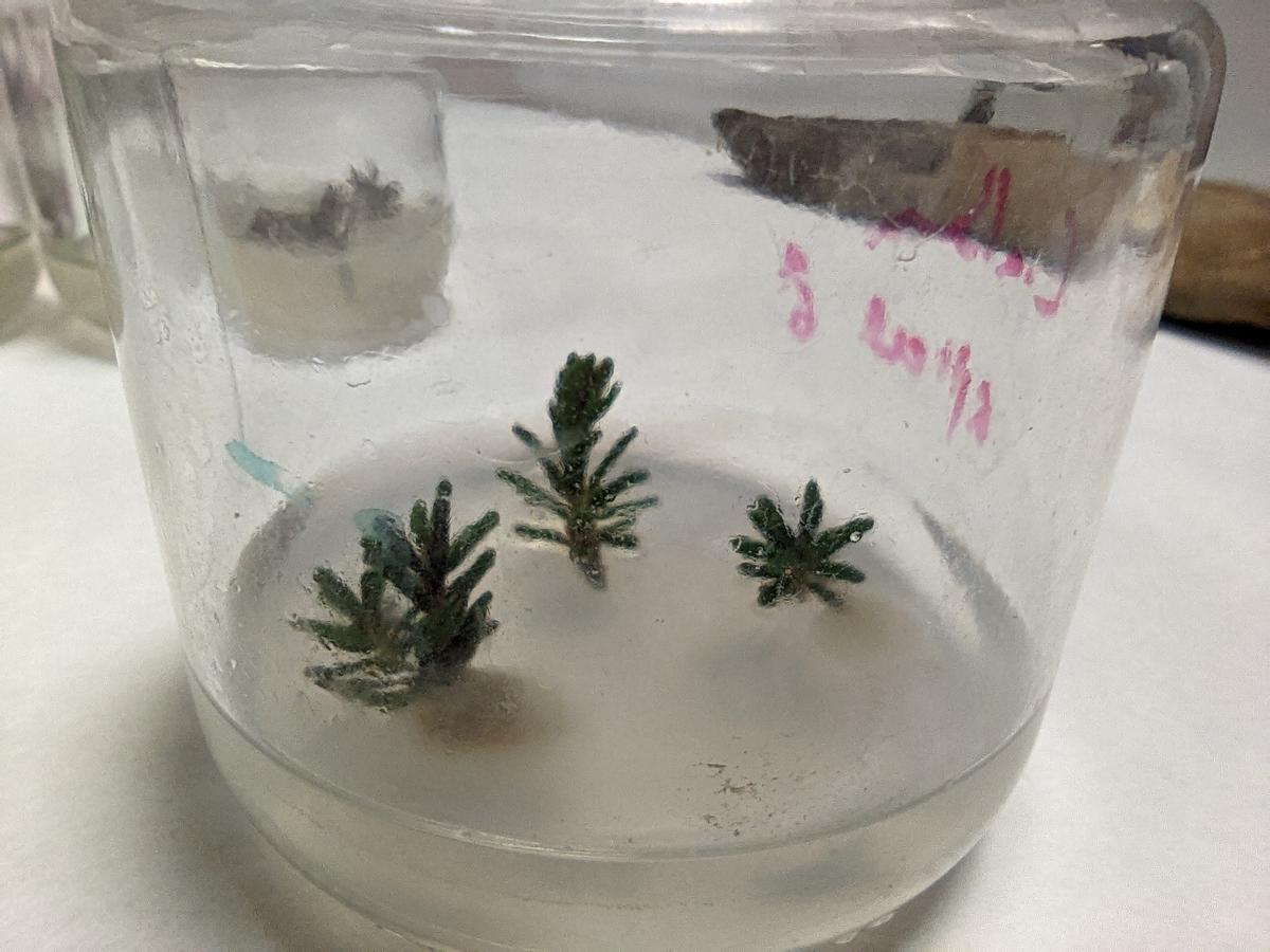 Ejemplares cultivados «in vitro».
