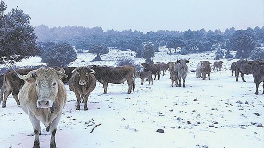 La nieve y el viento, protagonistas en el interior de Castellón