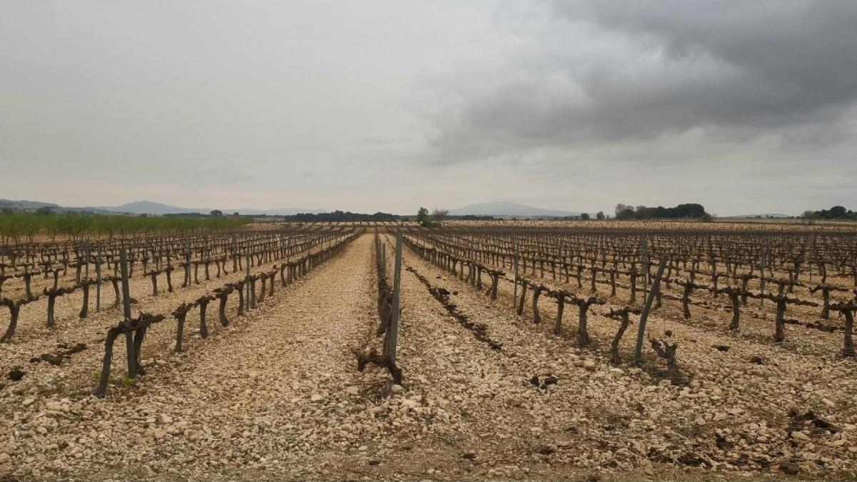 Campo de viña en Fontanars.