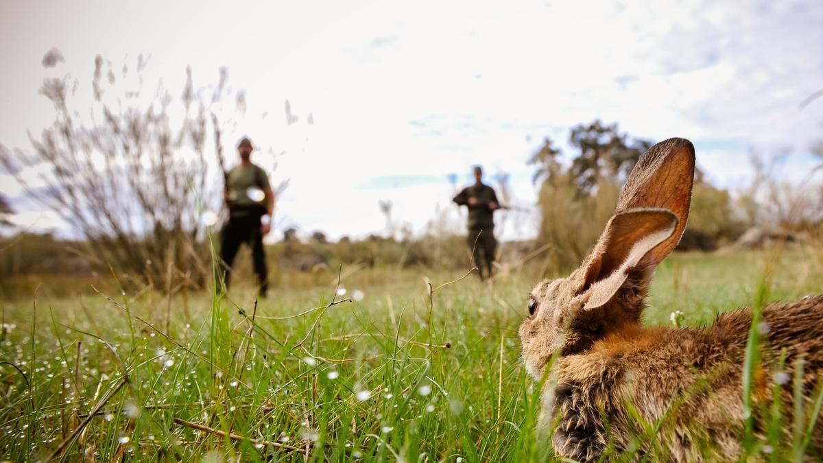 El domingo, día 14, empieza el periodo de caza del conejo.