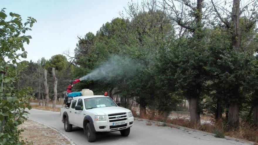 Tratan los olmos de Cieza ante la plaga de un escarabajo verde