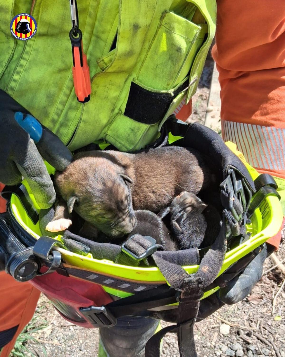 Las crías recuperadas duermen dentro de un casco.