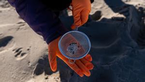 Voluntarios fan unha recollida de pellets da area, Galicia, a 7 de xaneiro de 2024, na Coruña, Galicia (España). Grandes cantidades de pellets de plásticos levan aparecendo, desde o 13 de decembro nas Rías Baixas e na ría de Muros de Noia en