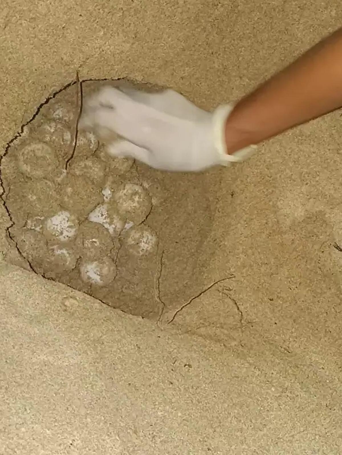 Imagen del nido y los huevos en la playa de Palma