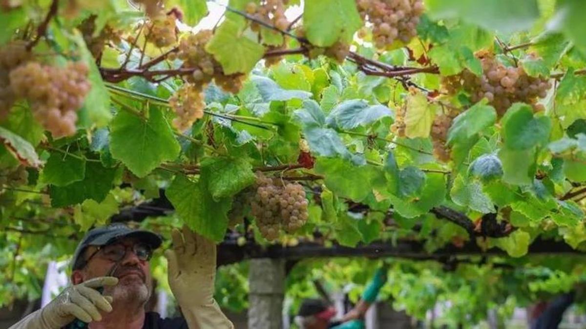 Un hombre recoge una Rías Baixas en la vendimia