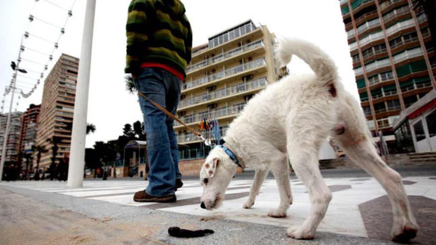 Un perro paseando con su propietario por el Paseo de Levante ante las heces de otro animal.