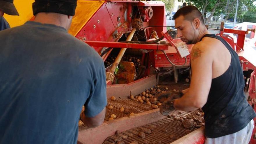 Operarios de una máquina recolectora de patatas en plena labor de selección de tubérculos el pasado viernes.