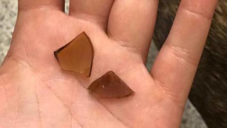 Els vidres trencats trobats després que el gos vomités · Diari de Girona