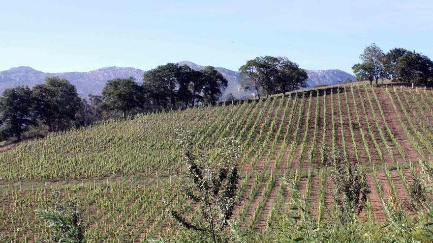 Plantación de albarín blanco en la zona parraguesa del Sueve.