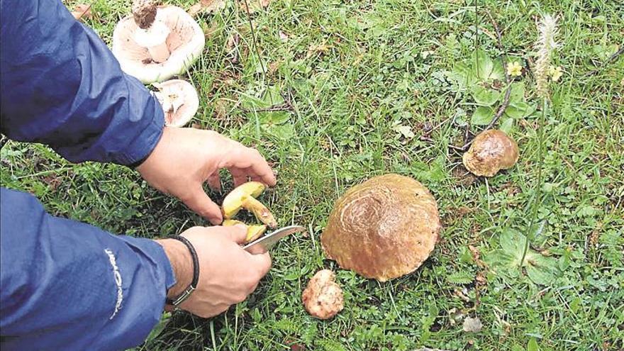 jornades micològiques al parc del penyagolosa