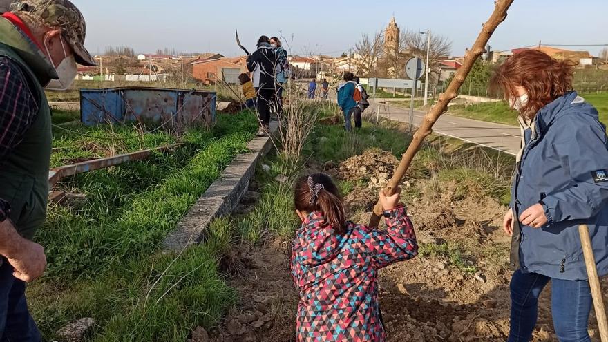 Una niña introduce un plantón de árbol en el terreno