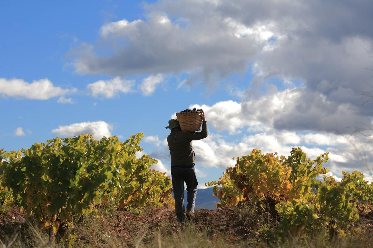 Vendimia en Azofra (La Rioja)