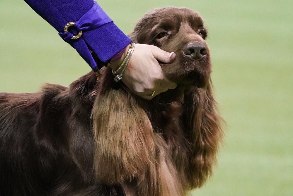 Les millors fotos del concurs de gossos Westminster Kennel Club Dog Show 2020