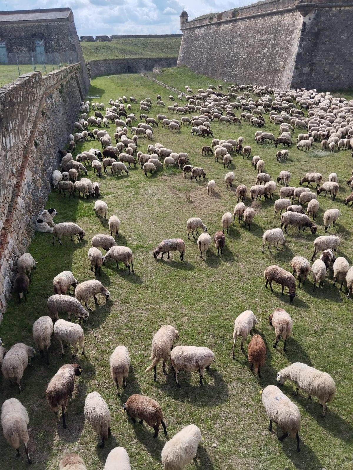 El ramat pasturant en els prats del fossat de la fortalesa