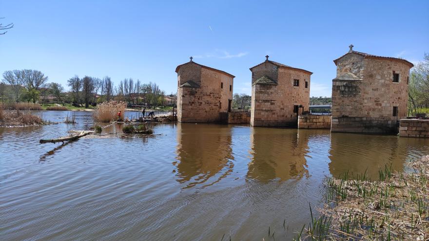 El Ayuntamiento de Zamora limpia el entorno fluvial de las aceñas de Olivares