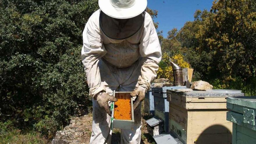 Un apicultor zamorano trabaja en un colmenar.